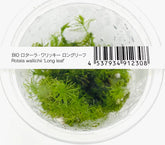 ADA 松尾 Rotala wallichi longleaf IC389